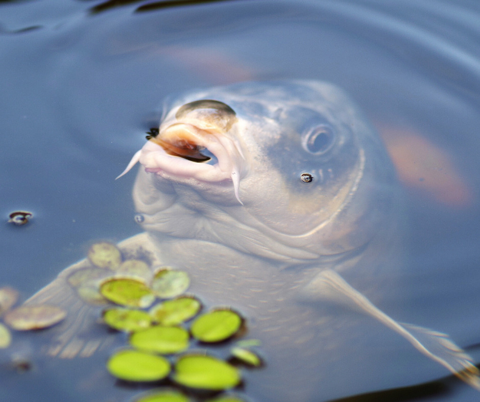 Úhyn rýb v zahradním jazierku a ako mu predchádzať